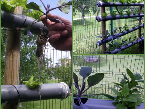 A horta hidropónica com alfaces, espinafres e couves (3ª colheita)